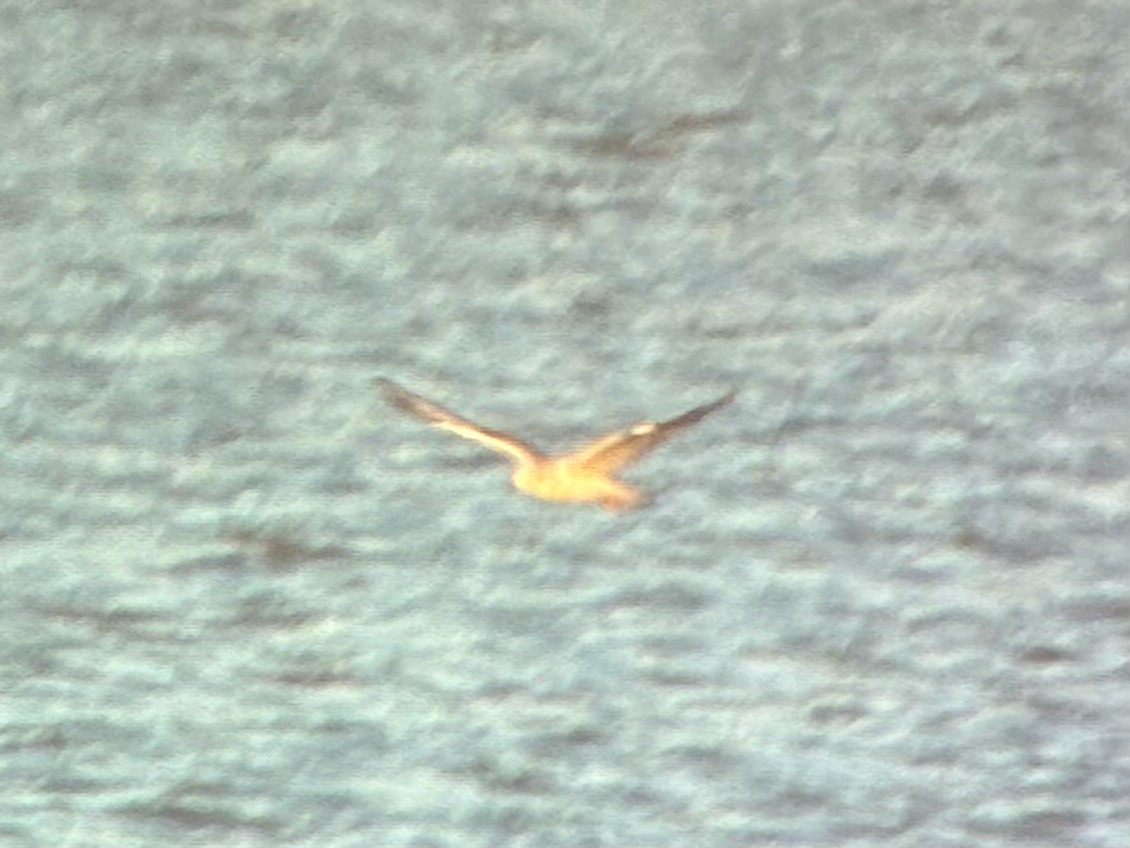 kanadahettemåke - ML652434996