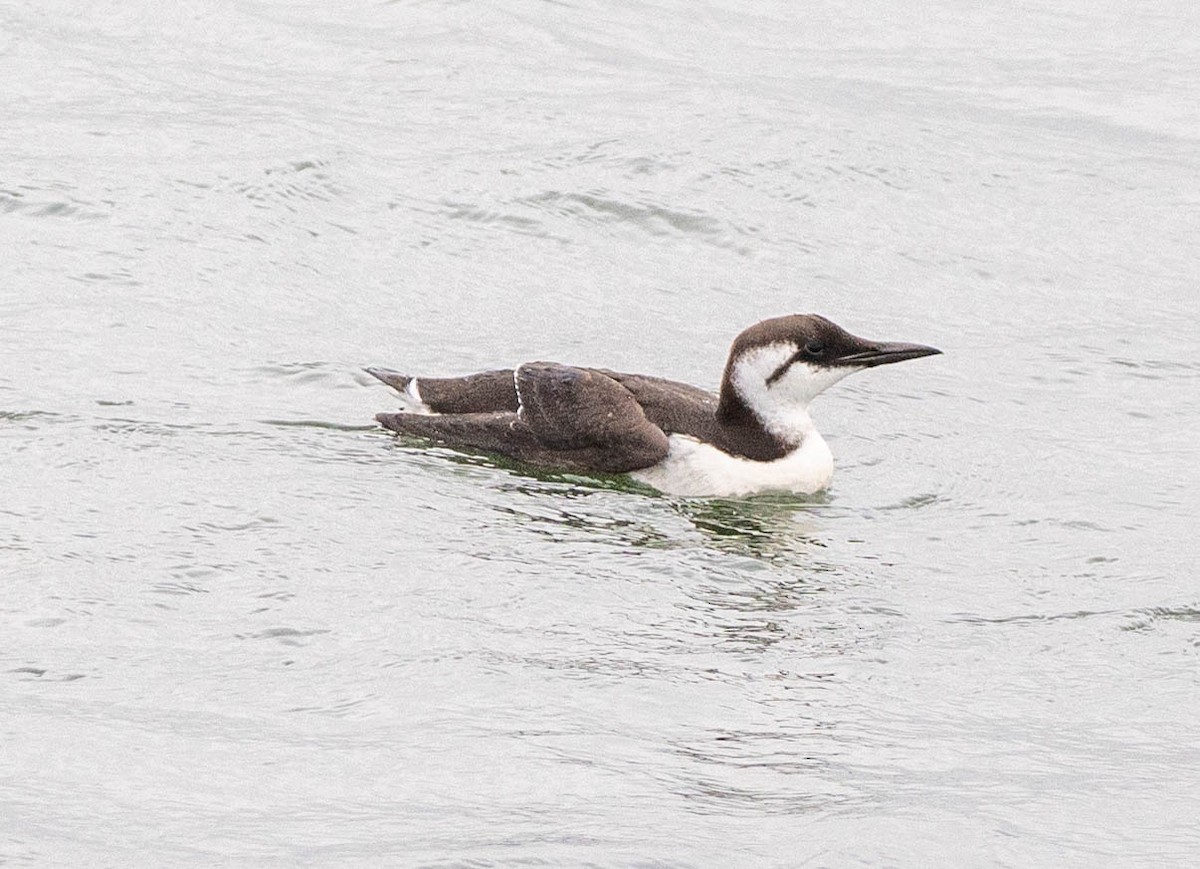 Trottellumme - ML652434997