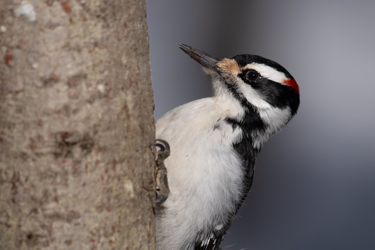 Haarspecht - ML652435008