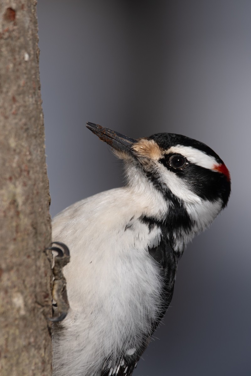 Haarspecht - ML652435009