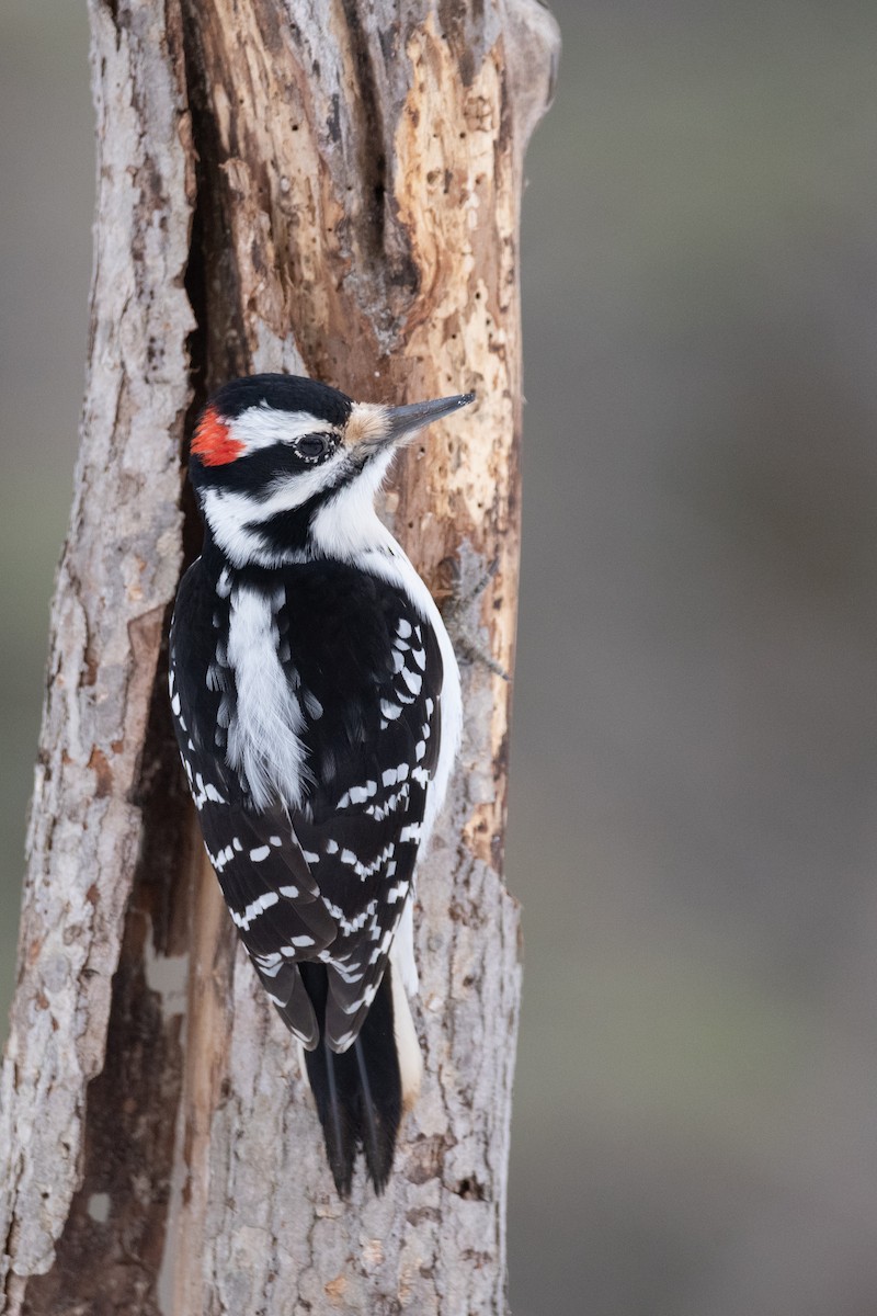 Haarspecht - ML652435027