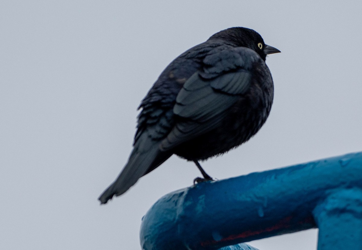 Purpurstärling - ML652435053