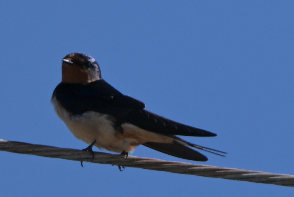 låvesvale - ML652435110