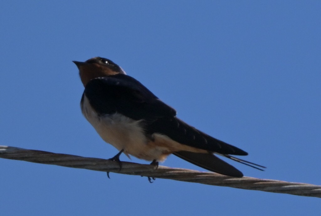 låvesvale - ML652435111