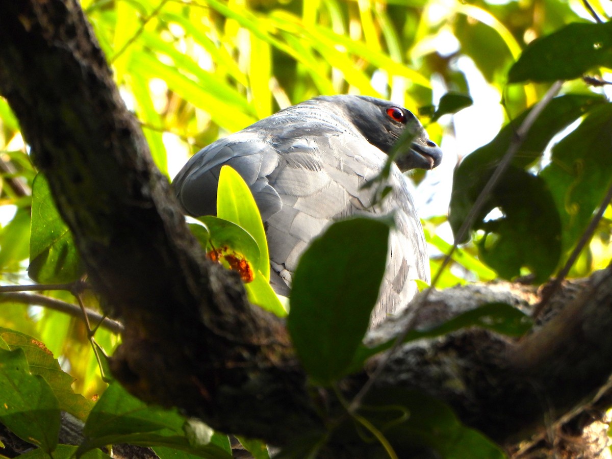 Buse échasse - ML652435173