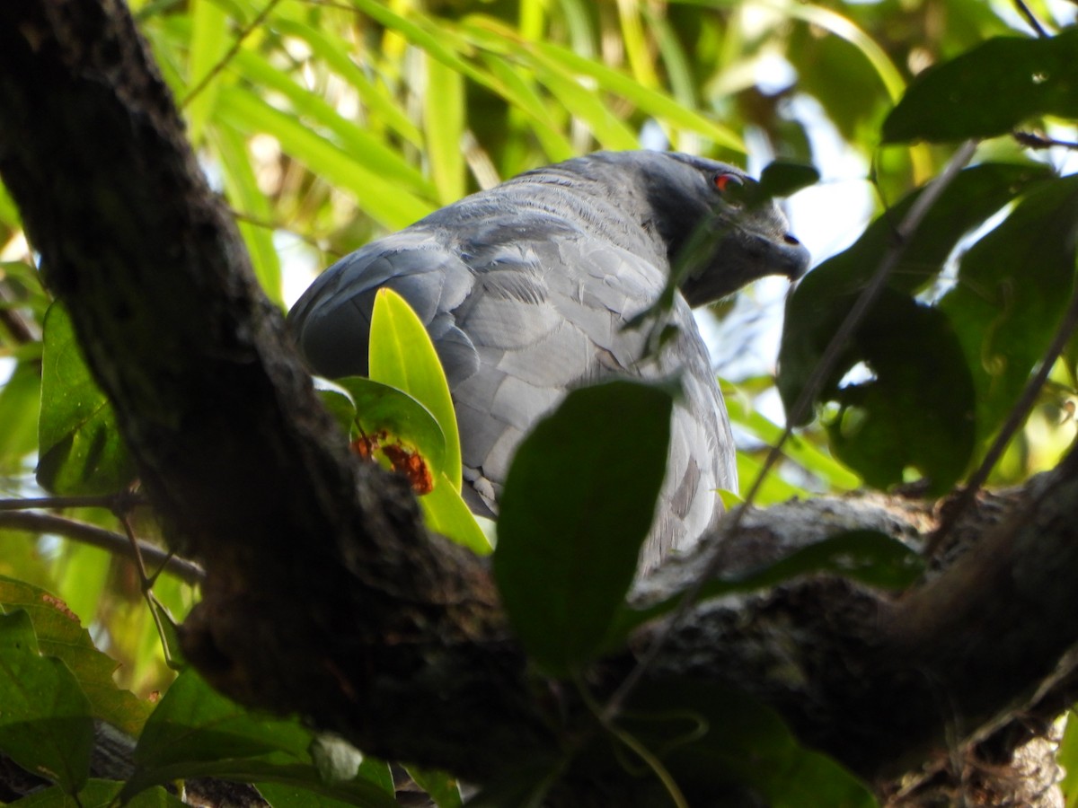 Buse échasse - ML652435174