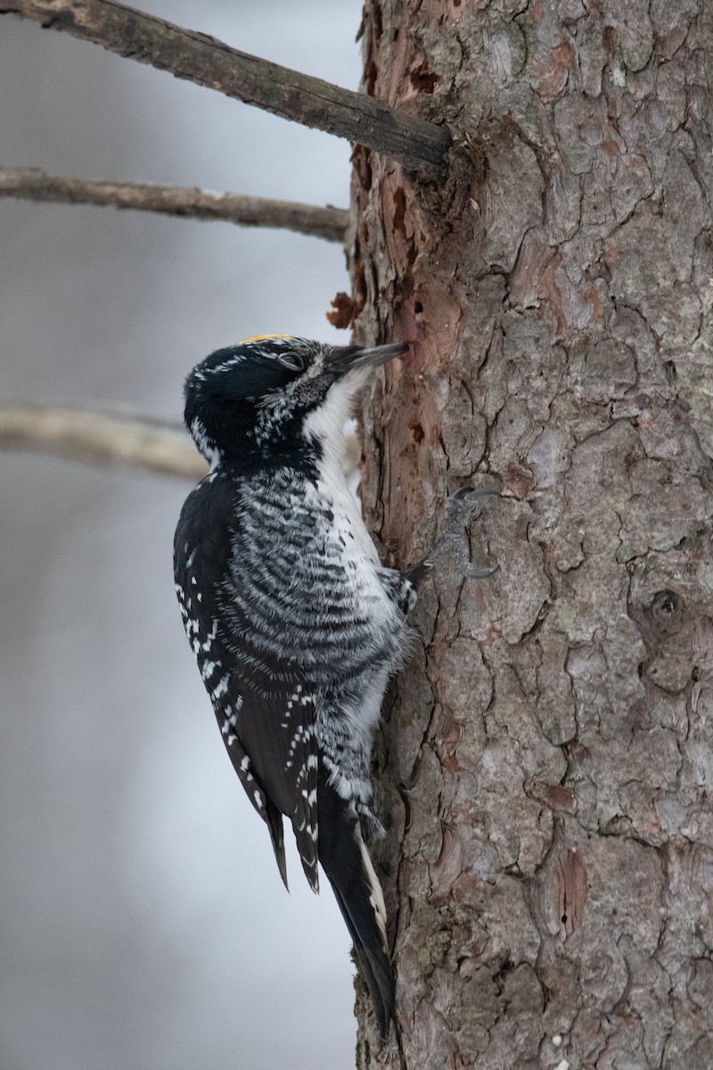 Fichtenspecht - ML652435177