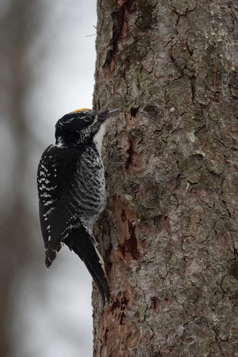 Fichtenspecht - ML652435190