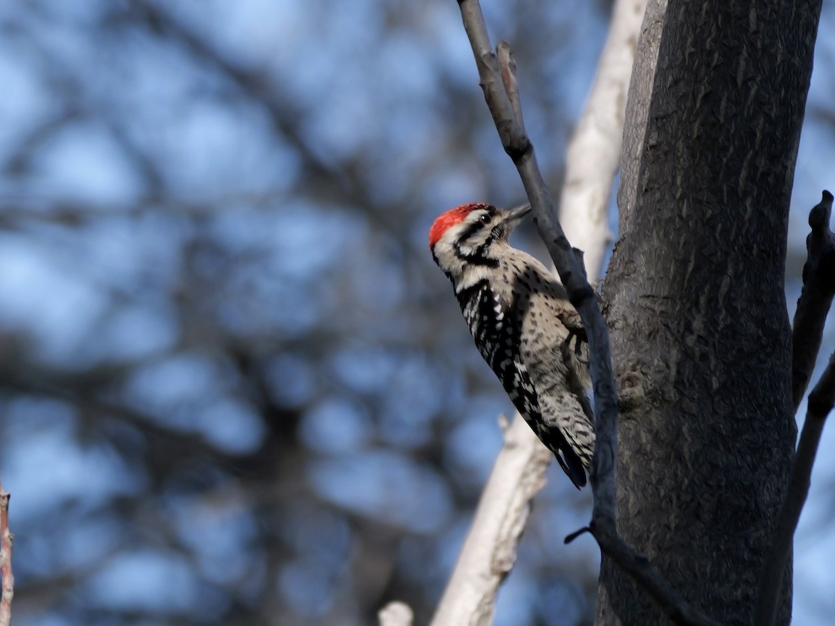 strakapoud proužkohřbetý - ML652435246