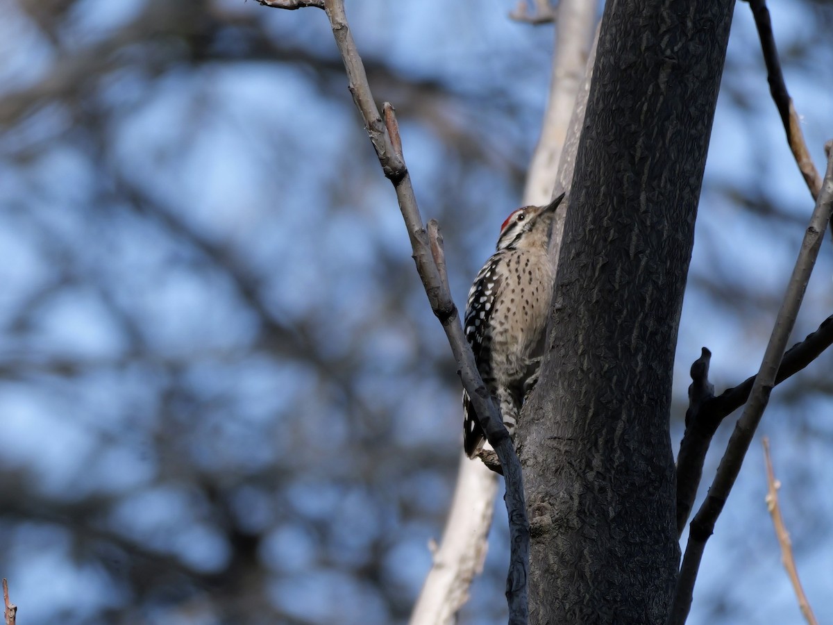 strakapoud proužkohřbetý - ML652435247