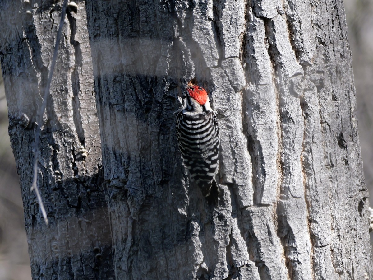 strakapoud proužkohřbetý - ML652435248