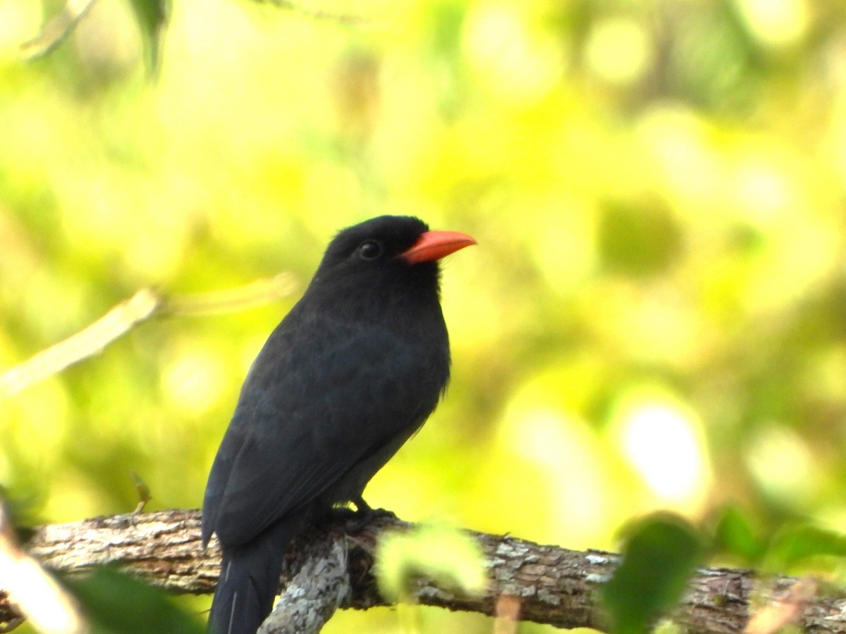 Barbacou unicolore - ML652435361