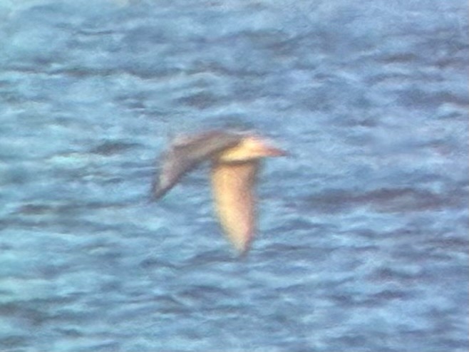 kanadahettemåke - ML652435463