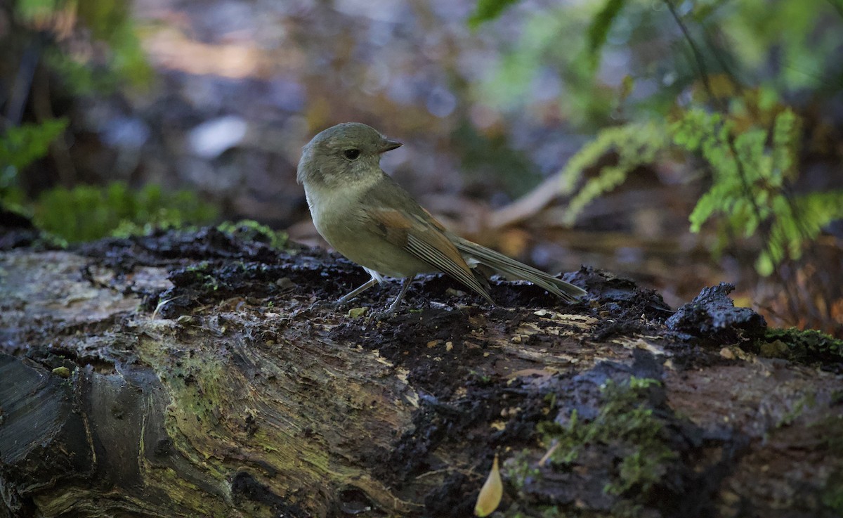 Golden Whistler - ML652435471
