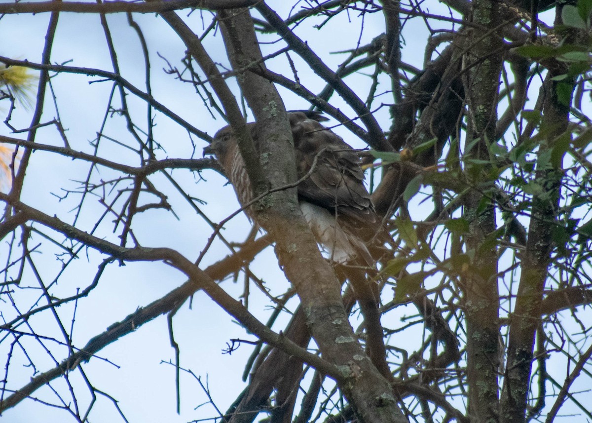 Busardo Aliancho - ML652436302