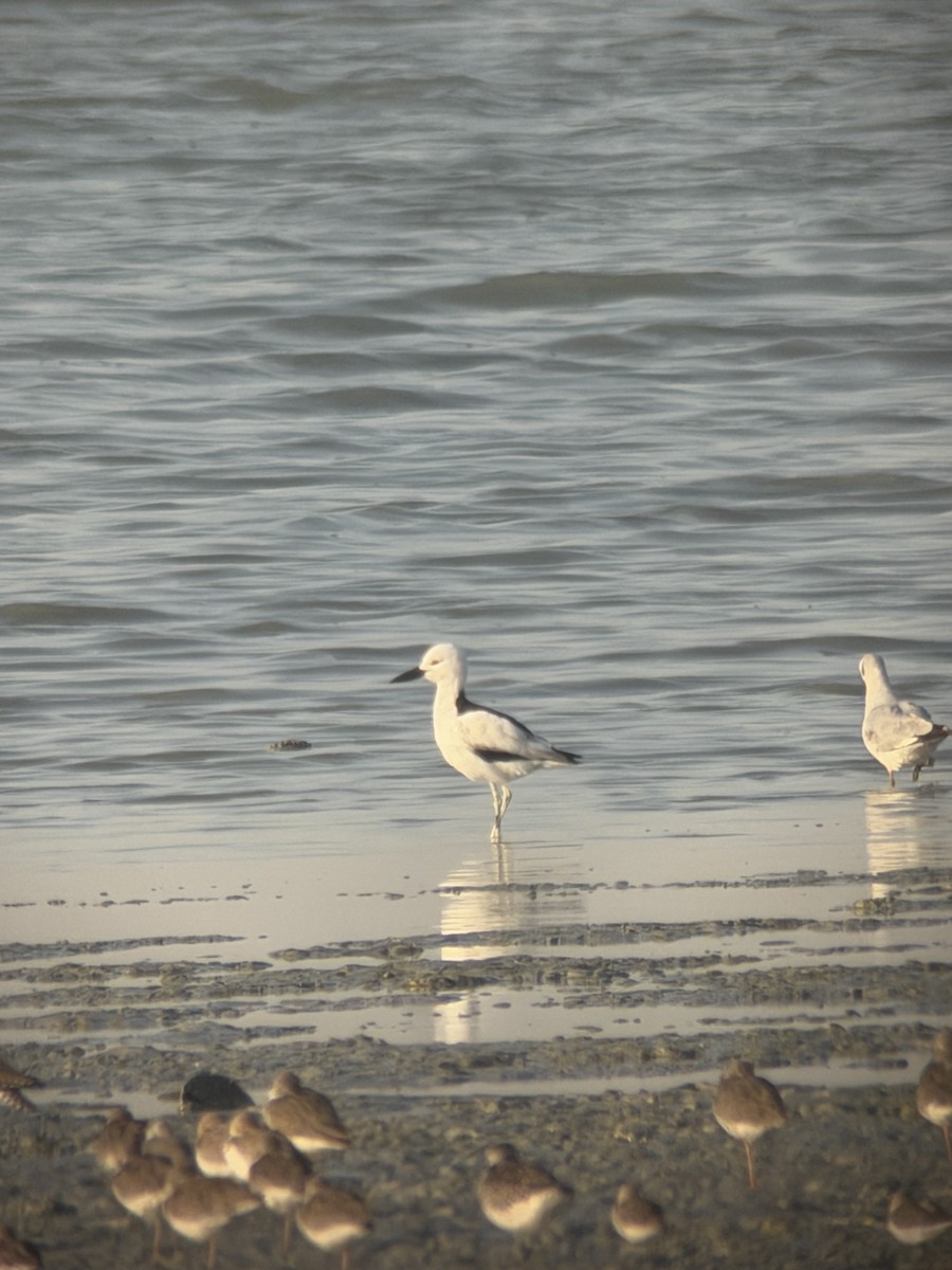 Reiherläufer - ML652436371