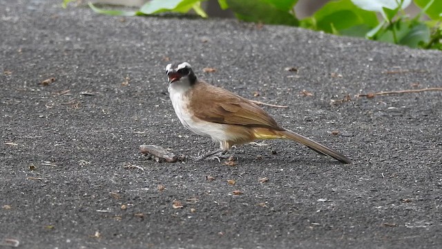 Bulbul goiavier - ML652436463