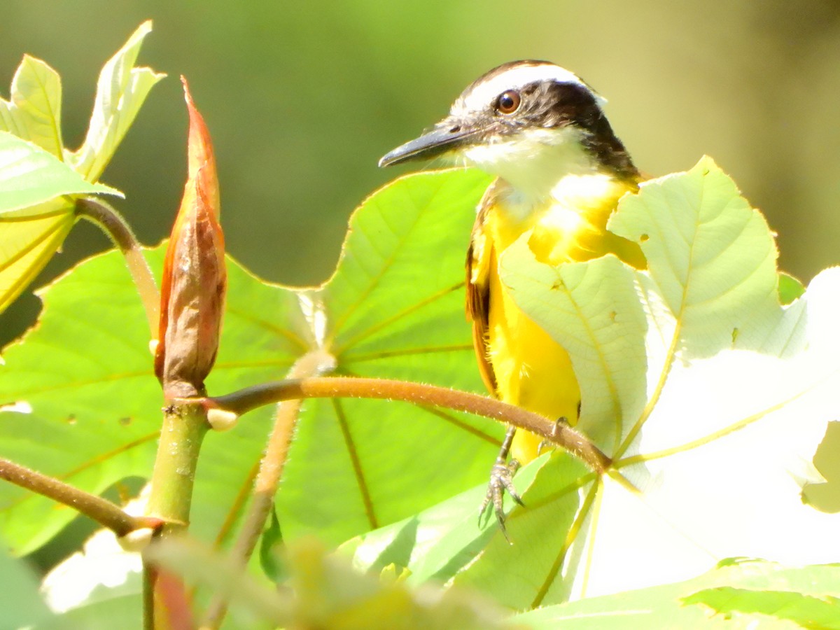 Tyran licteur - ML652436501