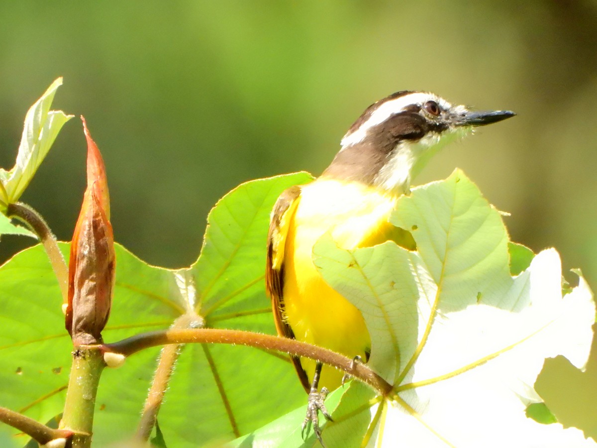 Tyran licteur - ML652436502