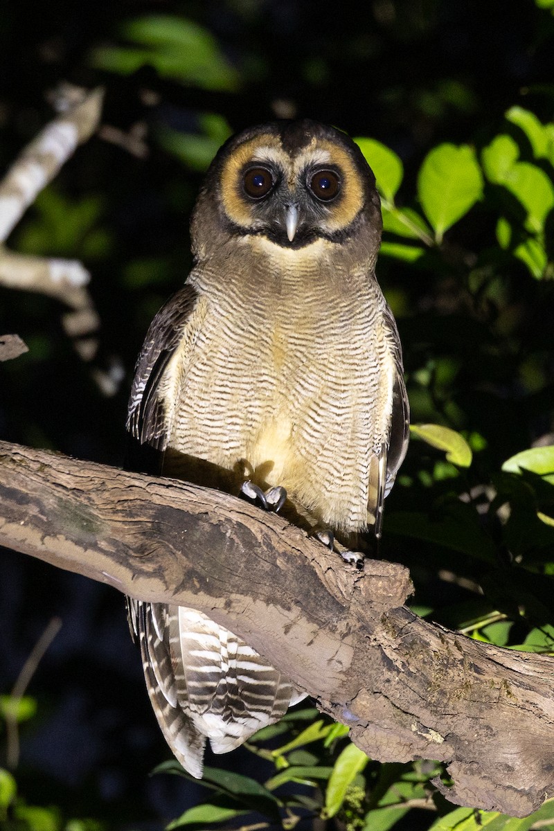 Brown Wood-Owl - ML652436955