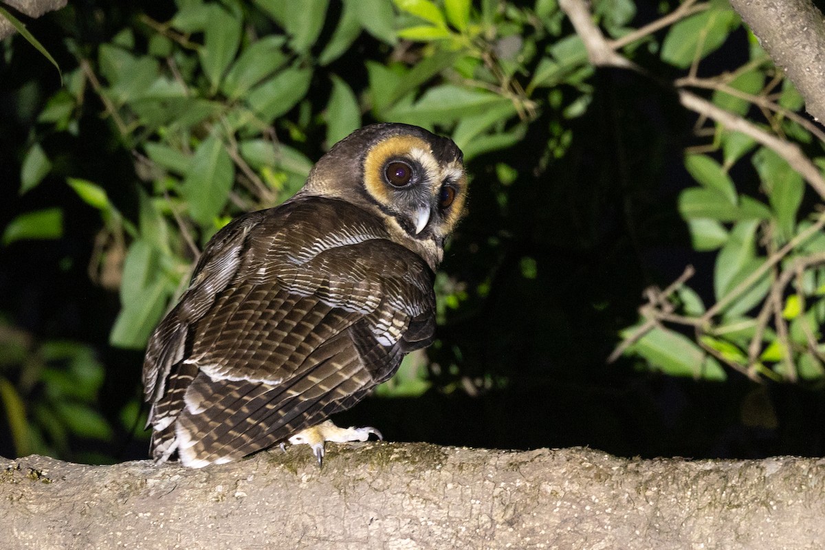 Brown Wood-Owl - ML652436956