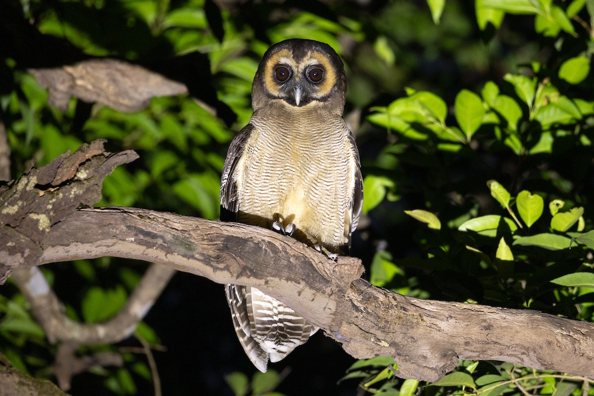 Brown Wood-Owl - ML652436957