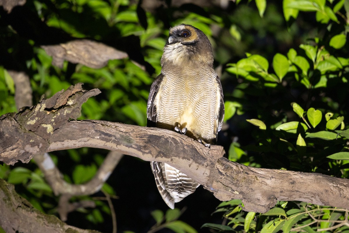Brown Wood-Owl - ML652436958