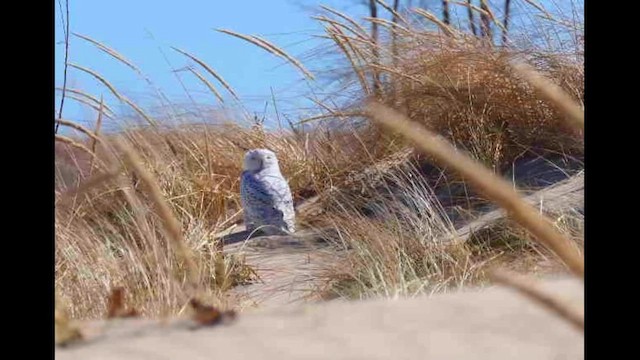 Белая сова - ML652437078