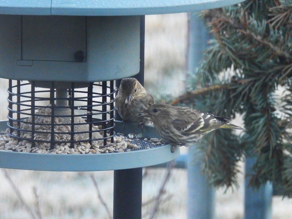 Pine Siskin - ML652437227