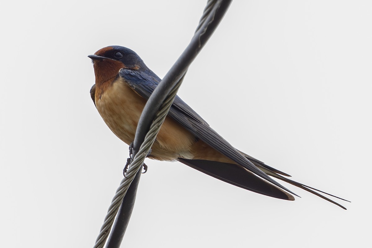 låvesvale - ML652437315