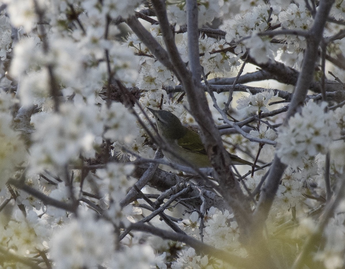 Tennessee Warbler - ML652437400