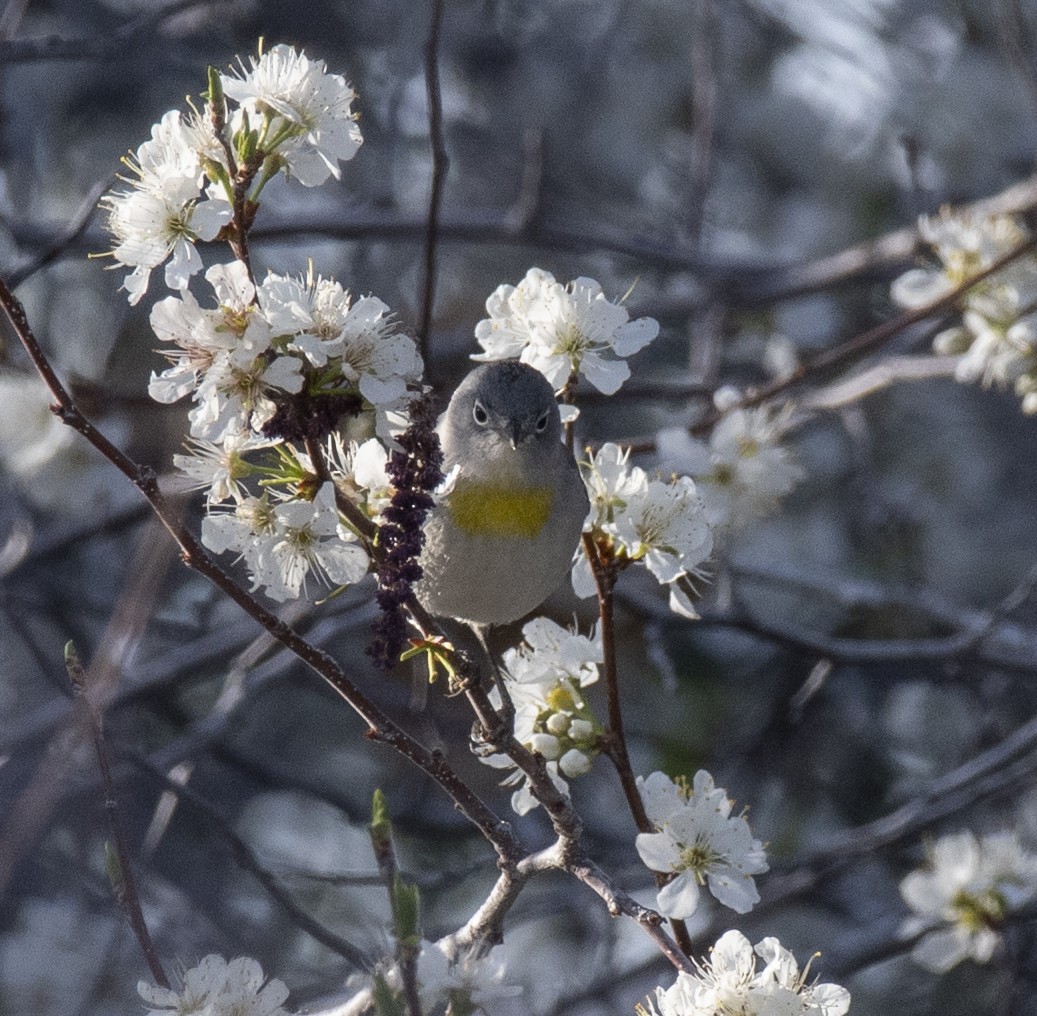 Virginia's Warbler - ML652437426