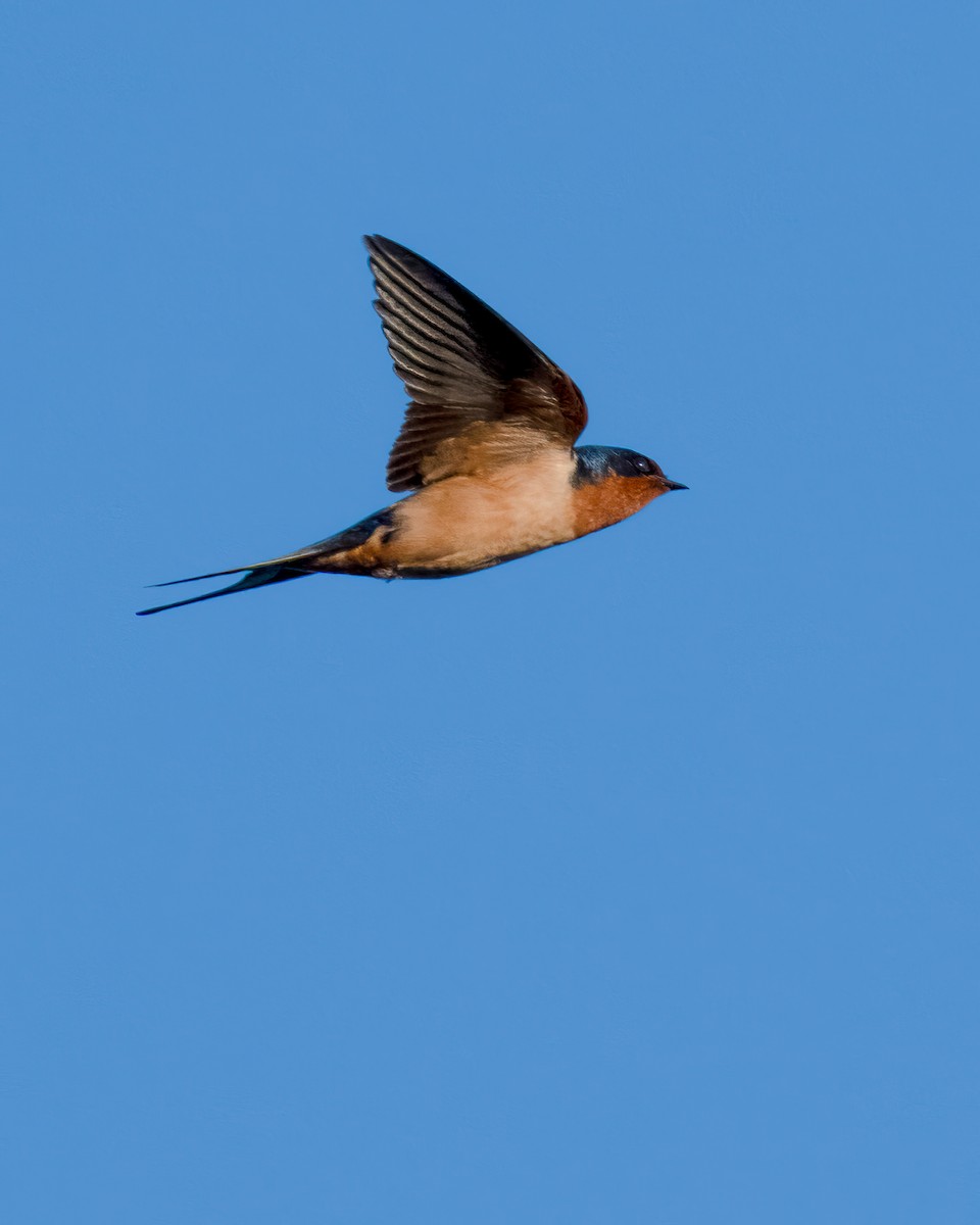 låvesvale - ML652437467