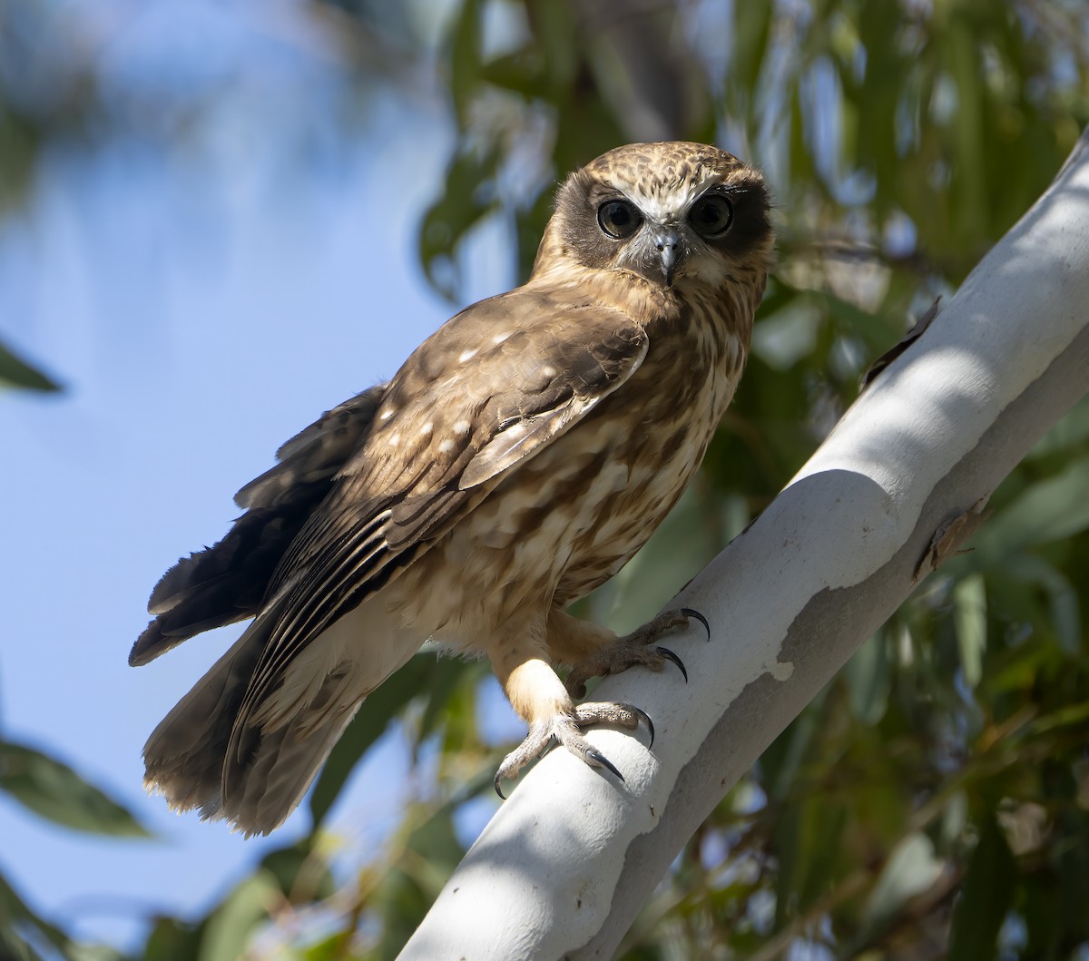 eBird Checklist - 9 Mar 2026 - Mount Monster Conservation Park - 17 species