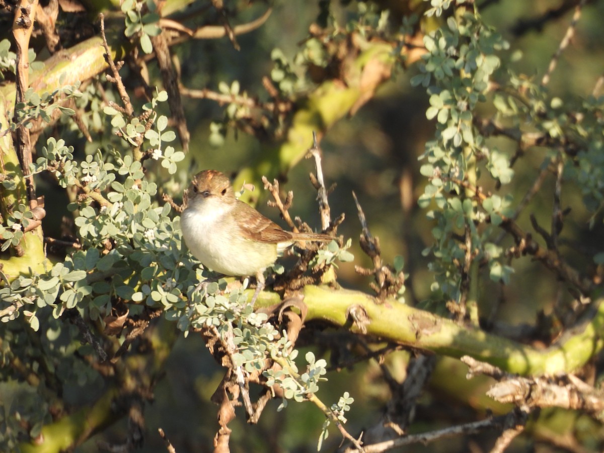 Fulvous-crowned Scrub-Tyrant - ML652437699