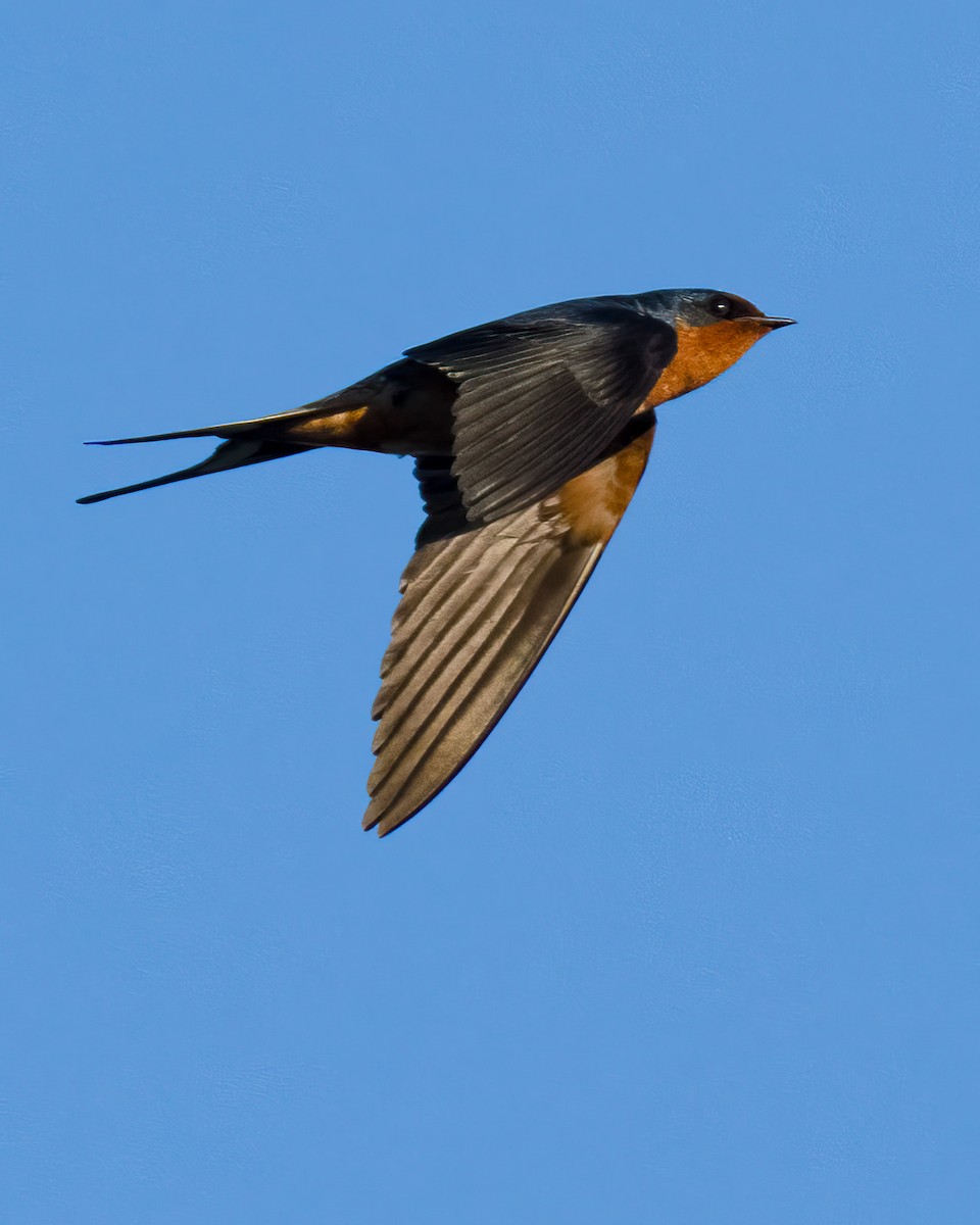 låvesvale - ML652437791