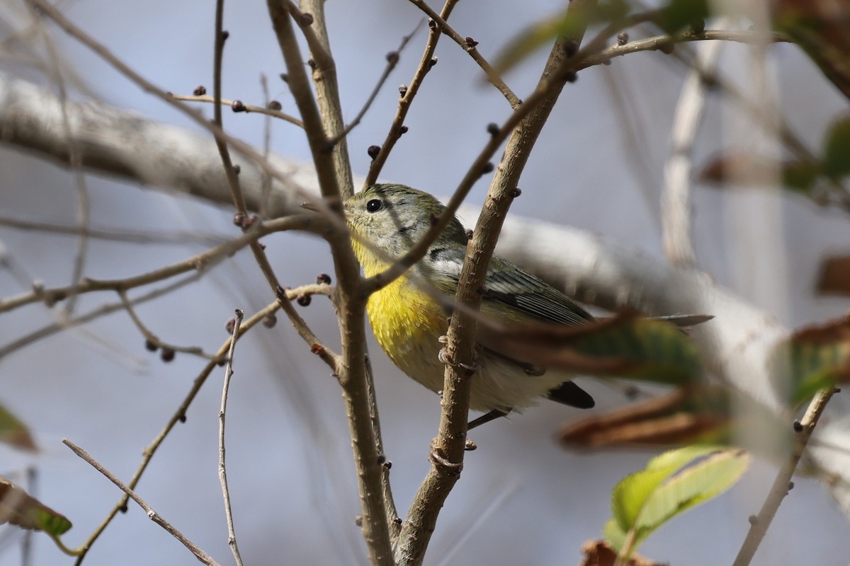 Northern Parula - ML652437875