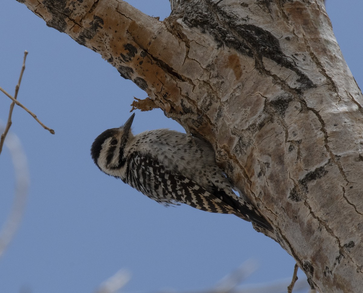strakapoud proužkohřbetý - ML652438091