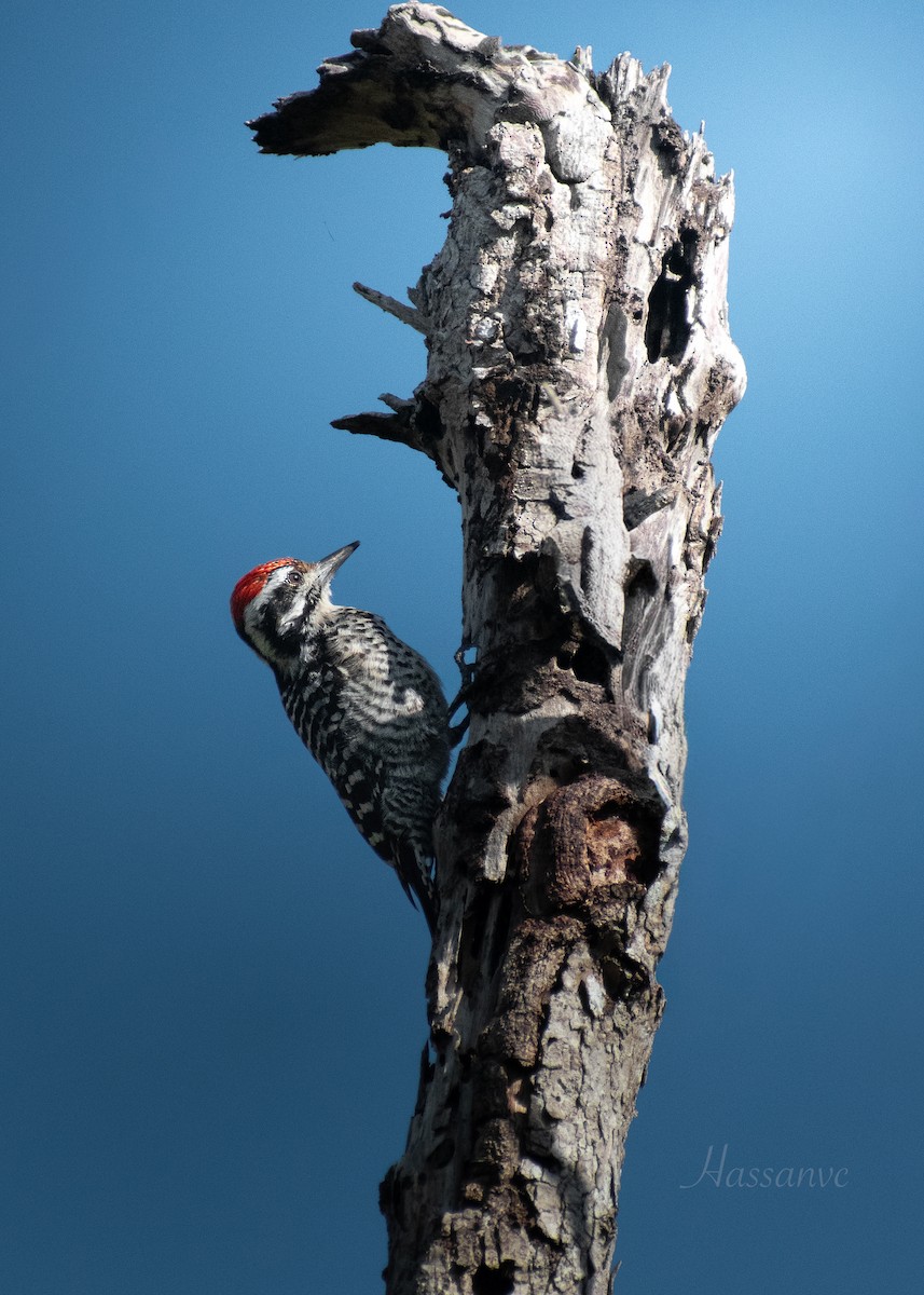 strakapoud proužkohřbetý - ML652438190