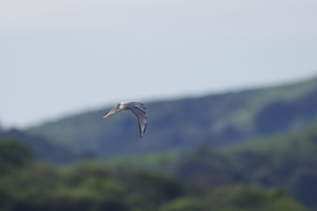 kanadahettemåke - ML652438254