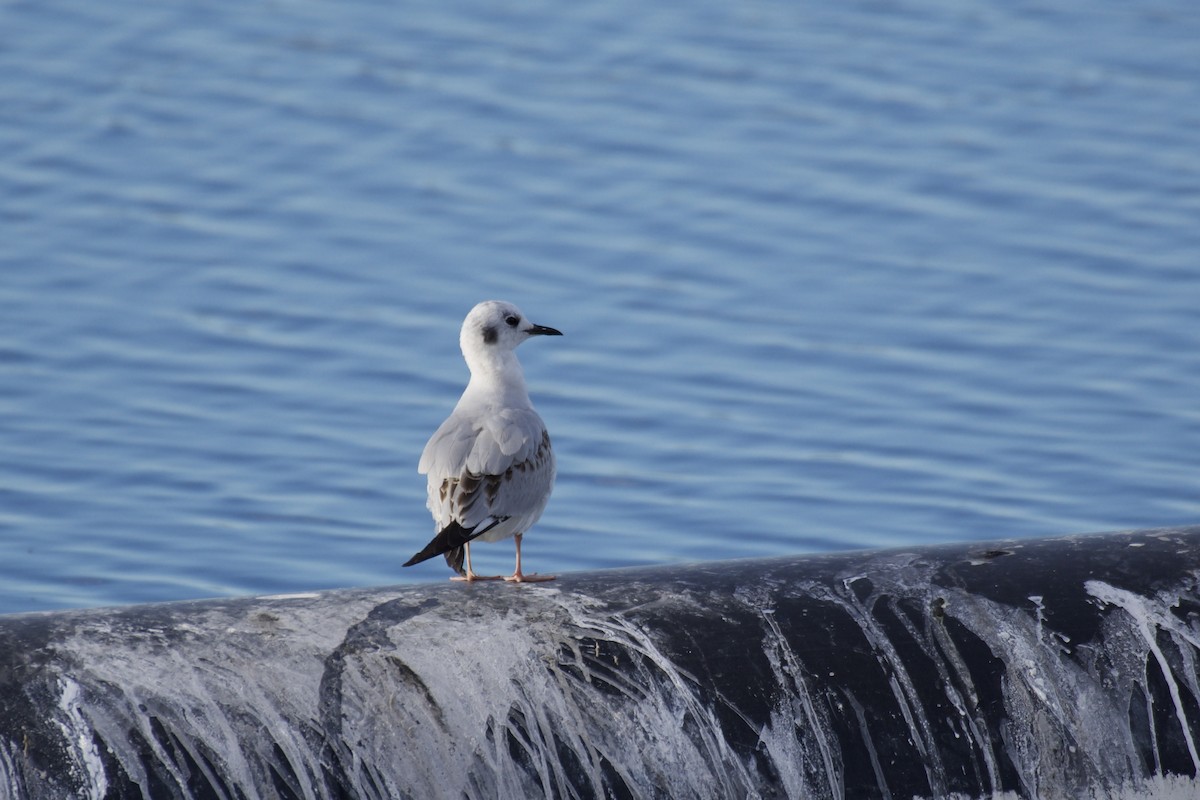 kanadahettemåke - ML652438255