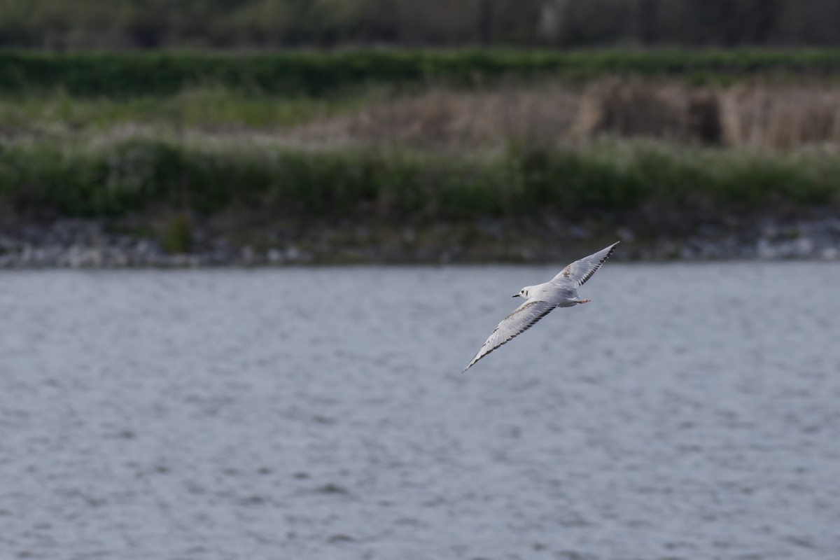 kanadahettemåke - ML652438256