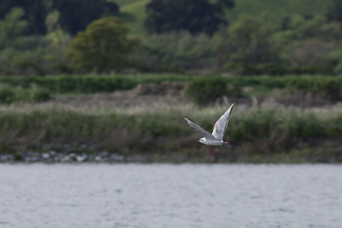 kanadahettemåke - ML652438257