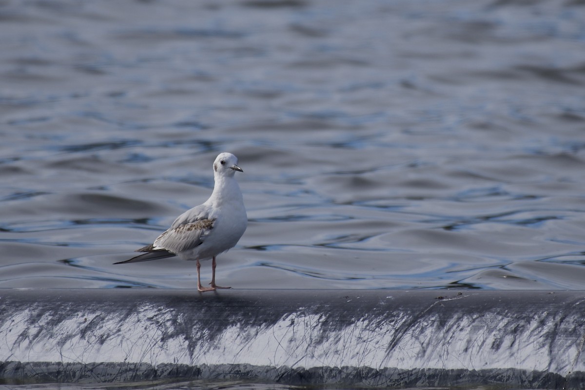 kanadahettemåke - ML652438258