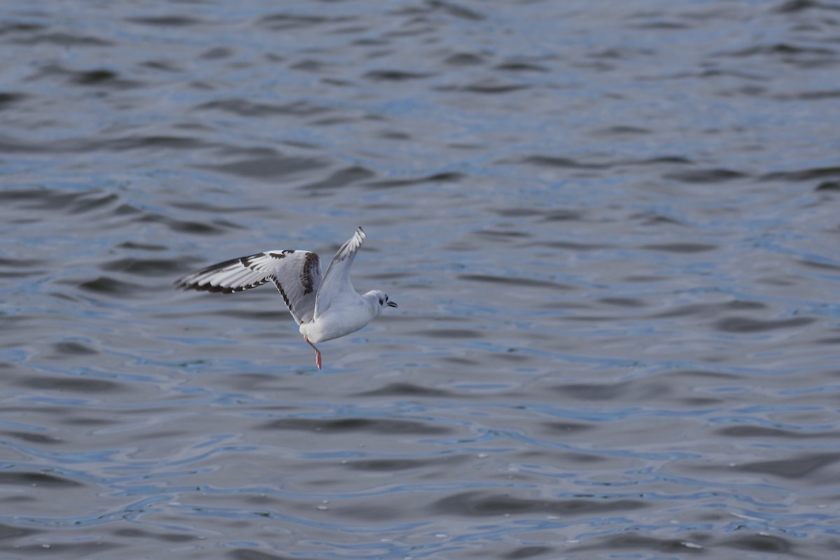 kanadahettemåke - ML652438259