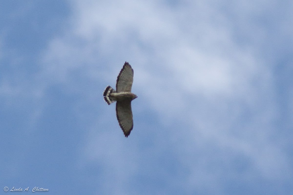 Busardo Aliancho - ML652438522