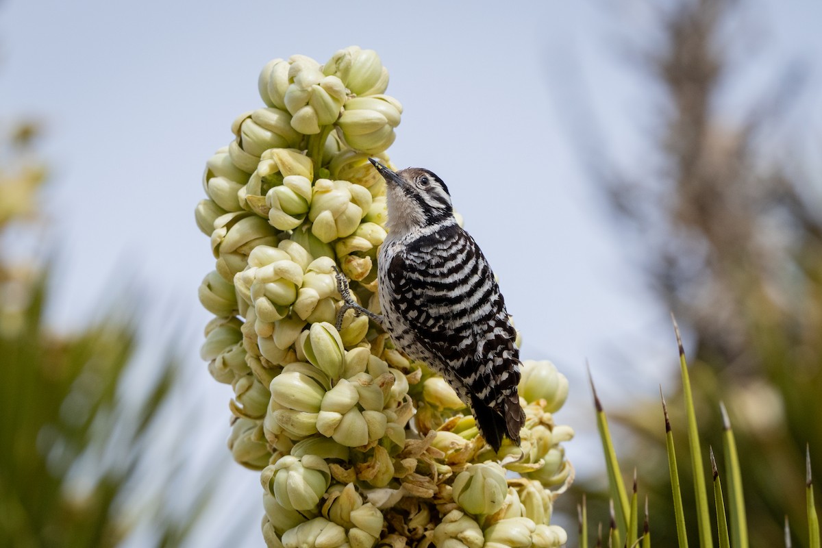 strakapoud proužkohřbetý - ML652438791