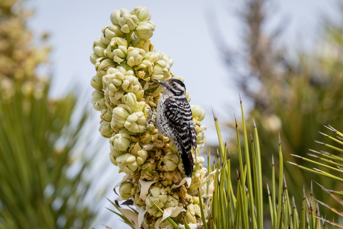 strakapoud proužkohřbetý - ML652438792