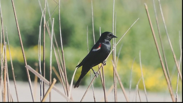 Tricolored Blackbird - ML652439073