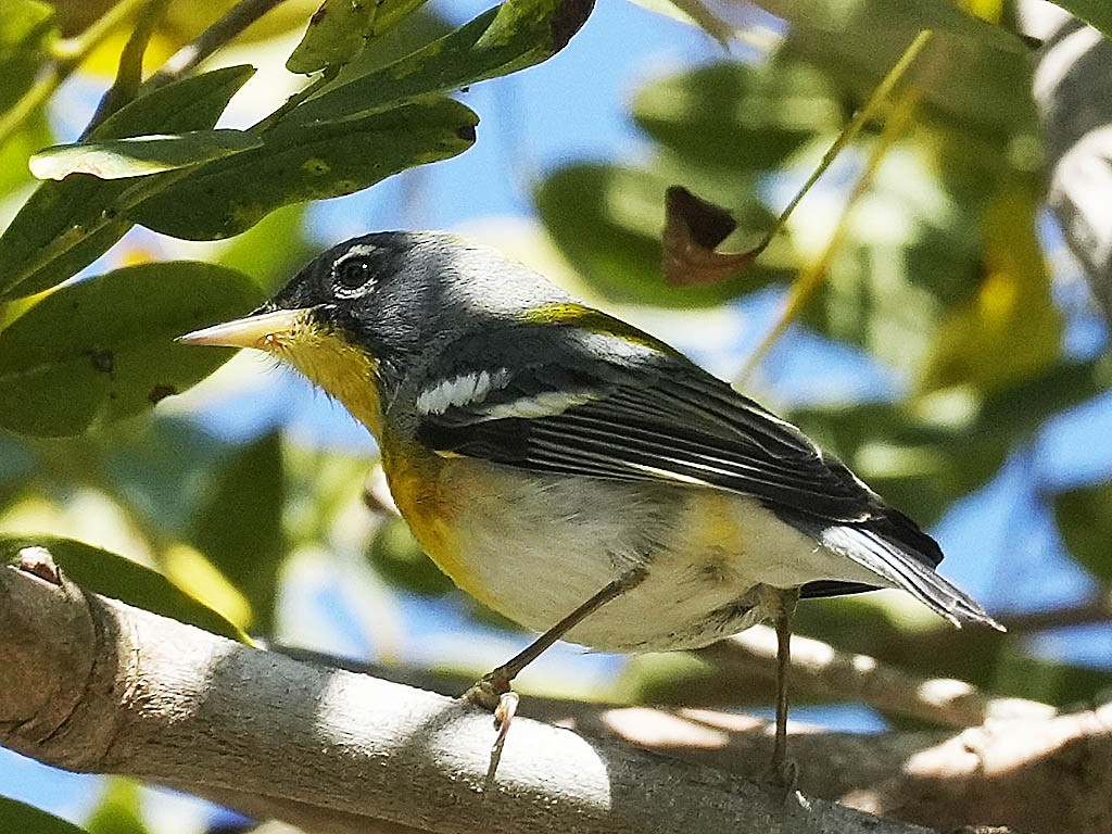 Northern Parula - ML652439288